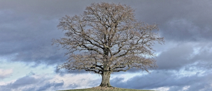 Tree in October